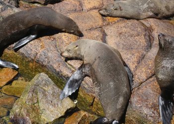 Jorge Píriz afirmó que frente a posibles focos de gripe aviar en lobos marinos «no hay que crear alarma»