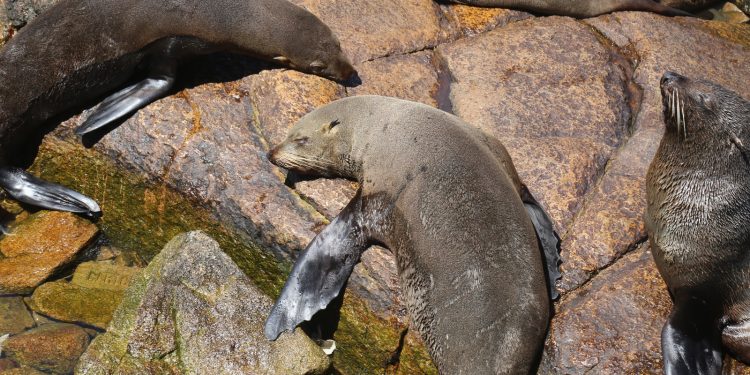 Jorge Píriz afirmó que frente a posibles focos de gripe aviar en lobos marinos «no hay que crear alarma»