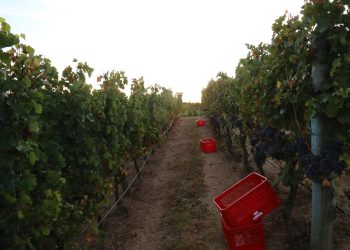 Bodegas turísticas y viñedos podrán postularse al II Fondo Concursable para el desarrollo de su oferta