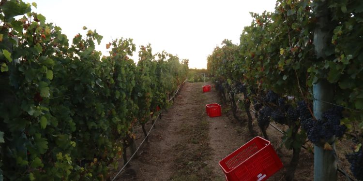 Bodegas turísticas y viñedos podrán postularse al II Fondo Concursable para el desarrollo de su oferta