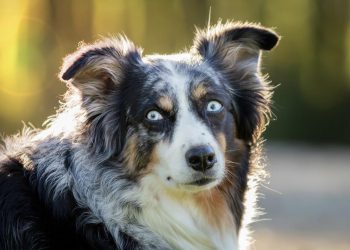 Castraciones caninas gratuitas en Piriápolis y Maldonado