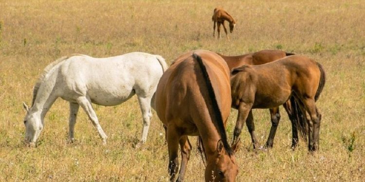 Ganadería monitorea posibles casos de equinos con encefalitis