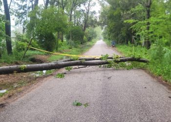 CECOED reportó intervenciones por árboles caídos y se mantiene alerta ante posible aumento del viento