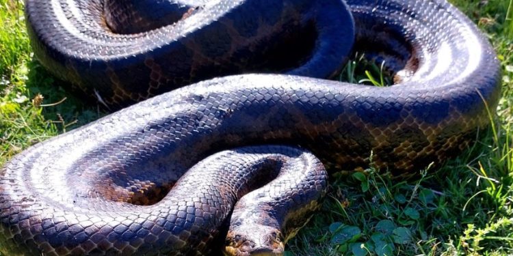 ¿Qué características tiene la anaconda amarilla que llegó al criadero Alternatus Uruguay?
