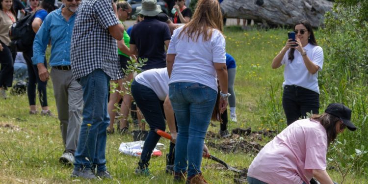 Plantaron 183 árboles nativos en el Cerro del Toro