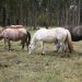 Encefalitis equina detectada en nuestro país es la de menor mortalidad