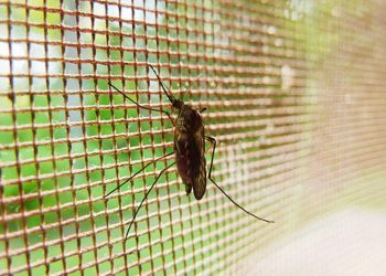 IDM refuerza acciones frente al avance de mosquitos y dispone fumigación puntual