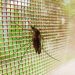 IDM refuerza acciones frente al avance de mosquitos y dispone fumigación puntual