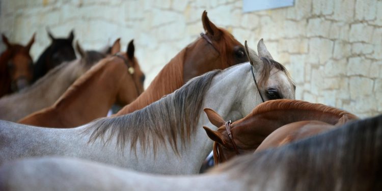 MSP pide reforzar las acciones de prevención para evitar la transmisión de la encefalitis equina