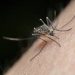 Sinae compro productos para fumigar contra mosquitos