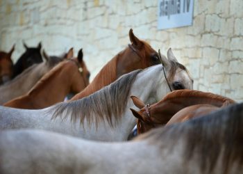 MSP hace seguimiento a 7 personas por síntomas de encefalitis equina