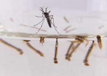 MSP confirmó 18 casos de dengue importado