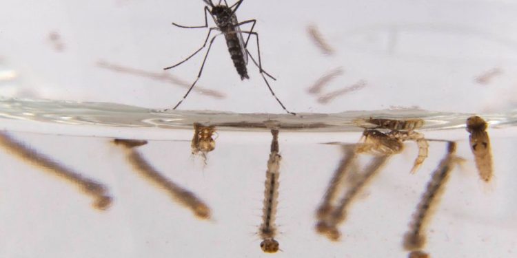 MSP confirmó 18 casos de dengue importado