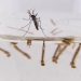 MSP confirmó 18 casos de dengue importado