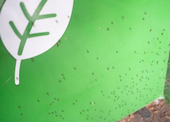 Invasión de mosquitos; MSP afirma que no transmite dengue pero puede ser vector de encefalitis equina