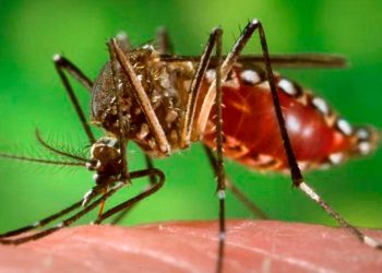 Argentina: evalúan producir peces y camarones para combatir a los mosquitos