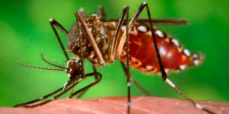 Argentina: evalúan producir peces y camarones para combatir a los mosquitos