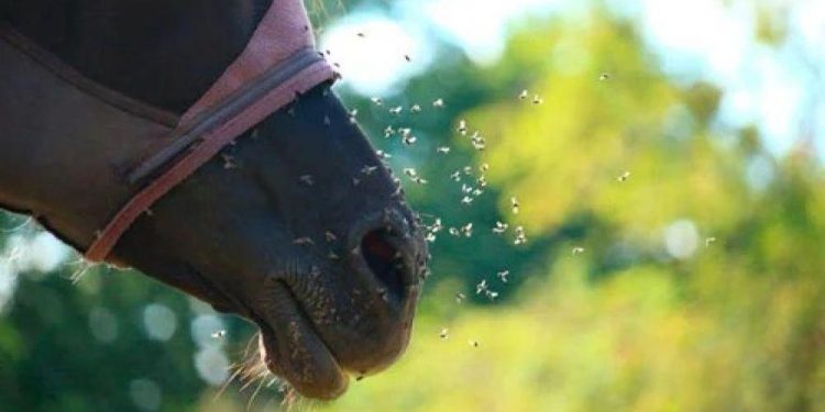 Maldonado confirma primer caso de encefalitis equina en humanos