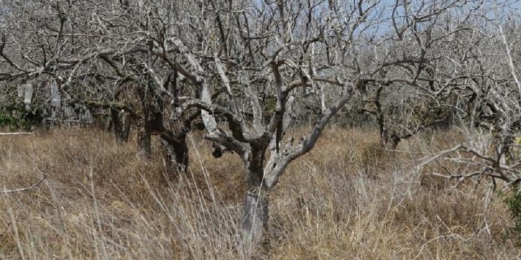Gobierno pide a productores controlar montes frutales para evitar posibles plagas y enfermedades