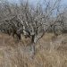 Gobierno pide a productores controlar montes frutales para evitar posibles plagas y enfermedades