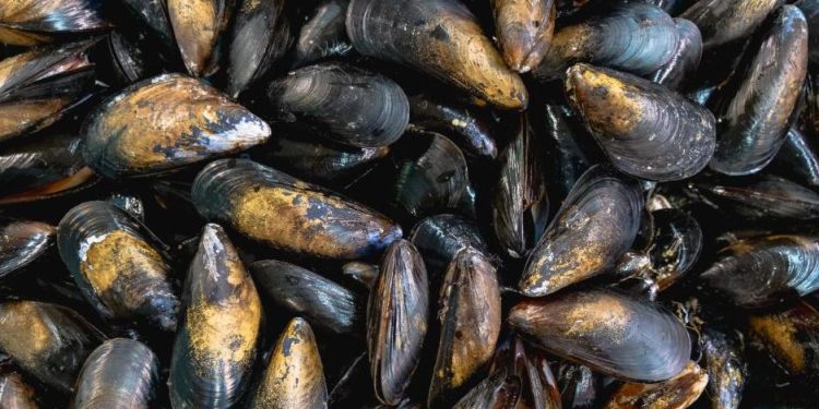 Rige veda sobre moluscos bivalvos de Maldonado por marea roja