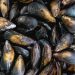 Rige veda sobre moluscos bivalvos de Maldonado por marea roja