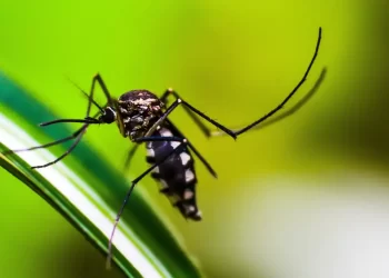 Río de Janeiro en estado de emergencia por casos de dengue