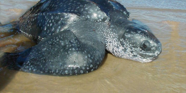 Apareció en Maldonado una especie de tortuga en peligro de extinción