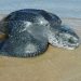 Apareció en Maldonado una especie de tortuga en peligro de extinción