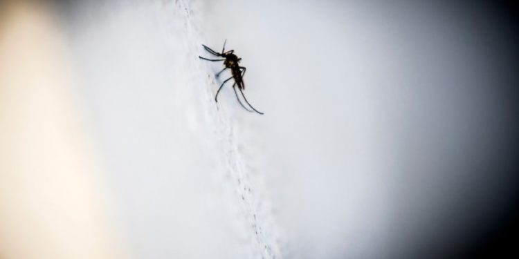 Confirman el segundo caso de dengue autóctono en Uruguay