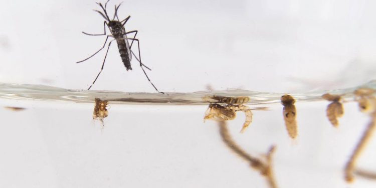 Casos de dengue importado suman 39