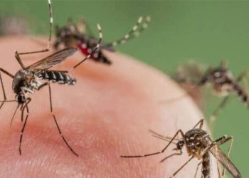 Dengue autóctono: confirmaron caso en una personas sin antecedentes de viaje