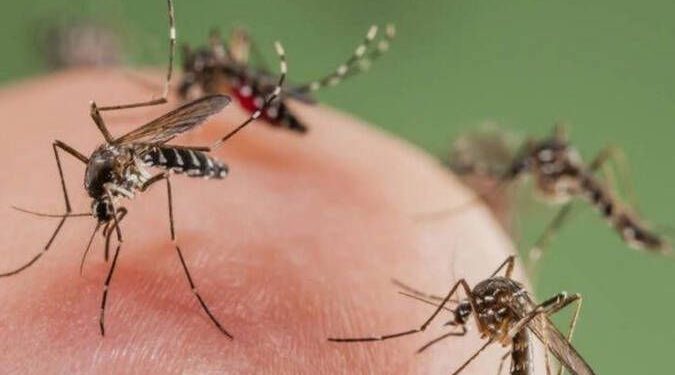 Dengue autóctono: confirmaron caso en una personas sin antecedentes de viaje