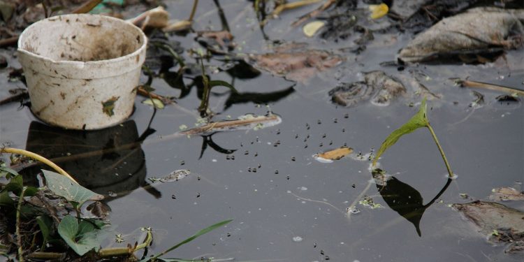 Dengue, Chikungunya y Zika: tres enfermedades que transmite el mosquito Aedes aegypti