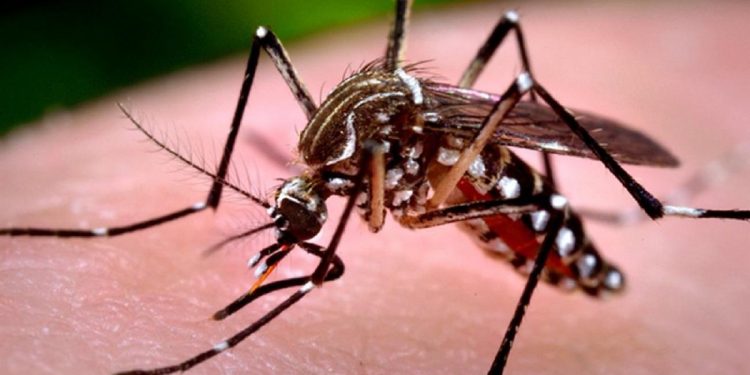 Maldonado registra ocho casos de dengue importado mientras aumentan los casos autóctonos en Montevideo