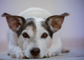 La Plata: denunciaron a una mujer que preguntó si podían “faenar” a su perro en una carnicería