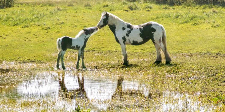 Proyecto para prohibir extracción de hemoderivados equinos se presentó en la Junta Departamental