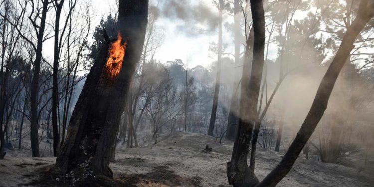 Número de incendios forestales y de campo tuvieron la mayor caída en diez años
