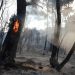 Número de incendios forestales y de campo tuvieron la mayor caída en diez años