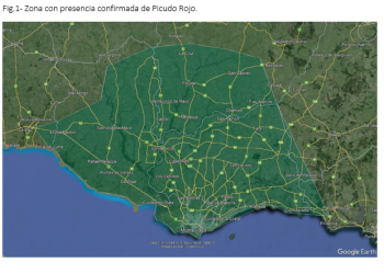 Gobierno pide prevenir al «Picudo Rojo» que ya llegó a Maldonado