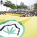 La Corte Suprema de Brasil despenaliza consumo personal de marihuana