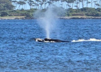 Ballenas se desplazan por las costas de Punta del Este
