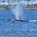 Ballenas se desplazan por las costas de Punta del Este