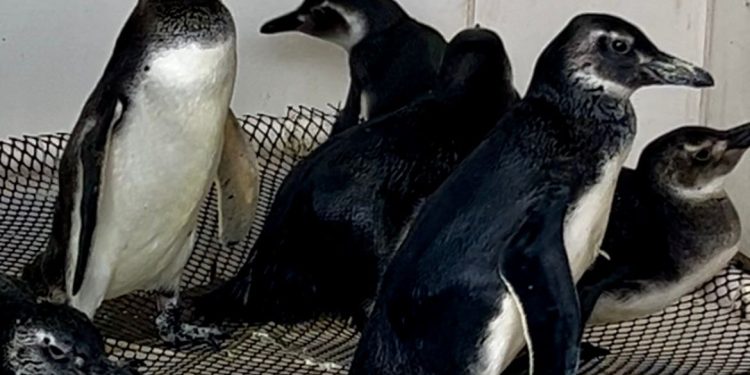 Pingüinos fueron rescatados por Socobioma, actualmente se encuentran en recuperación