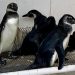 Pingüinos fueron rescatados por Socobioma, actualmente se encuentran en recuperación
