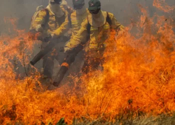 Casi 1/4 del territorio brasileño se ha incendiado en 40 años