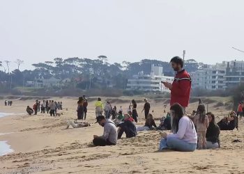 Una decena de ballenas fueron avistadas este domingo en Maldonado