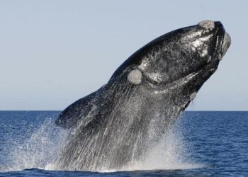 23 de Julio: Día Mundial de las Ballenas y los Delfines