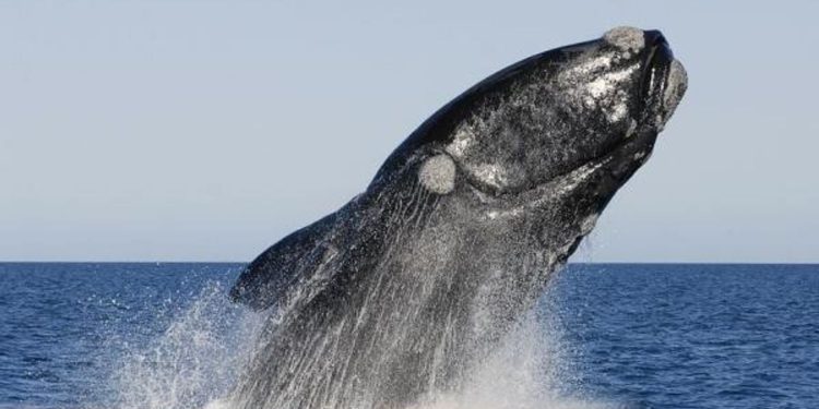 23 de Julio: Día Mundial de las Ballenas y los Delfines