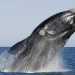 23 de Julio: Día Mundial de las Ballenas y los Delfines